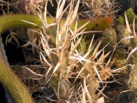 Tephrocactus articulatus var. papyracanthus